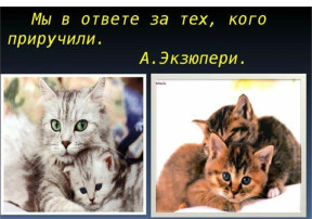 Акция «Мы в ответе за тех, кого приручили» Акция «Мы в ответе за тех, кого приручили».