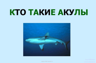 Проект «Кто такие акулы?» в старшей группе Проект «Кто такие акулы?» в старшей группе.