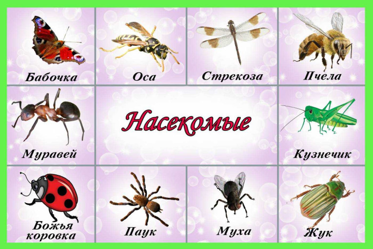 Проект "Насекомые" Проект "Насекомые".
